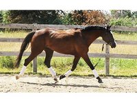 Ã�curie Baraka Stables
