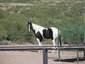 Flyin P Cattle Co