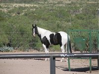 Flyin P Cattle Co