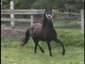 Thunder Valley Stables