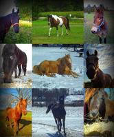 Equine Salvation