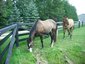 Logan Stables