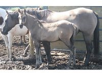Karma Ridge Arabians