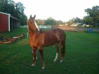 Deep South Stables
