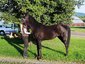 Honey-do arabians