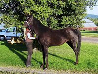 Honey-do arabians