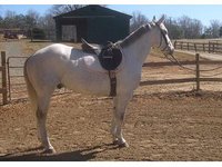 Twisted P Performance Horses