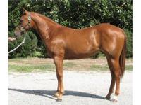 Cedar Bluff Stables