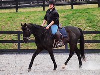 Bold Venture Stables