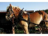 Amber Inn Draft Horses