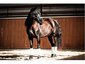 caballoscasares