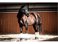 caballoscasares