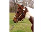 La Forma Del Caballo