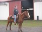saddleuptradingpost