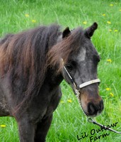 Lil Outlaw Farm