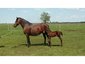 Misty River Ranch