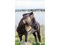 Valley View Arabians