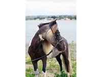 Valley View Arabians