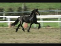 Friesian Obsession
