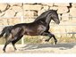 Caballos PRE