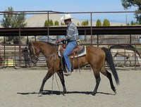 Hampton Horse Training