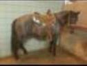 Silver Belly Ranch - Grandview, TX 76050