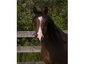 Tracks End Arabians & Pintos