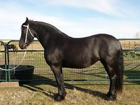 Ebony Ster Friesians