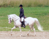 Horse Heaven Stable
