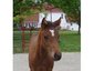 Rockin E Stables