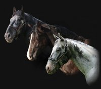 Iron Ridge Sport Horses