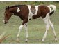 Circle S Crazy S Ranch LLC.