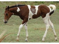 Circle S Crazy S Ranch LLC.
