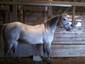 BSG Stables