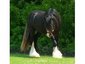 Black Hawke
