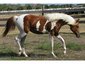 Kjan Arabians