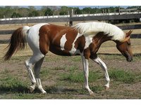 Kjan Arabians