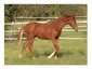 Hillview Hanoverians