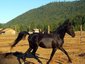 Cameo Springs Arabians & Art