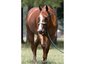 EOT Stables