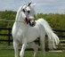 Cressant Hill Arabians