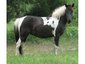 KCS Ponies