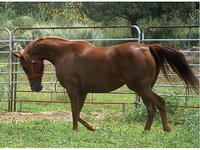 ShaRu Arabians