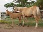 NoName Ranch