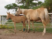 NoName Ranch
