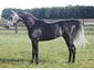 Diamond Mine Arabians