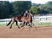 Leandra Friesians
