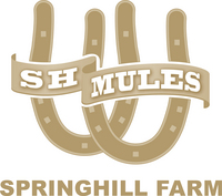 Spring Hill Mules