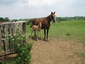 Dream Maker Farms