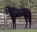 Lucky T Ranch